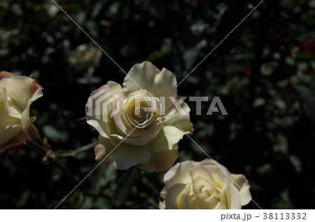 バラ 緑光 の写真素材