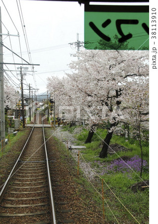 桜のトンネルと嵐電(車内) 桜のトンネルと嵐電(車内) 38113910