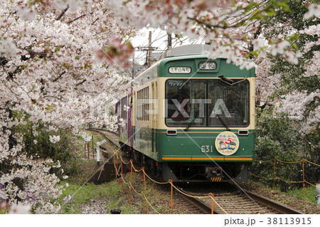 桜のトンネルと嵐電 桜のトンネルと嵐電 38113915