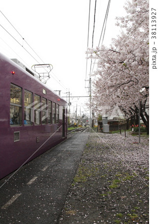 桜と嵐電 38113927