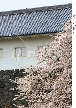 霞城公園の桜 38113993