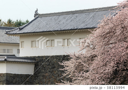 霞城公園の桜 38113994
