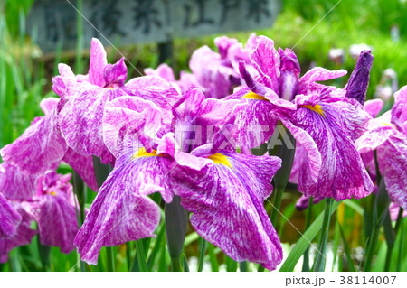 菖蒲 菖蒲 38114007