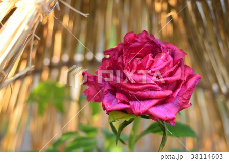 冬ぼたん 38114603