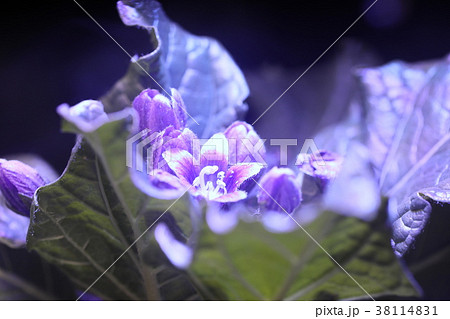 マンドレイクの花の写真素材