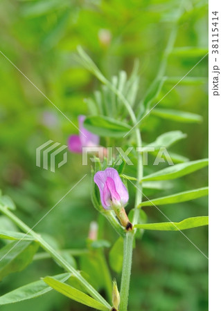 カラスノエンドウ 38115414