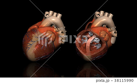心臓解剖図 38115990