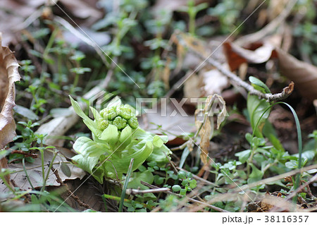 フキノトウ フキノトウ 38116357