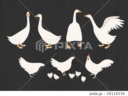 Vector illustration of chickens and geese Vector illustration of chickens and geese 38116536
