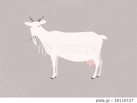 Vector illustration of a goat Vector illustration of a goat 38116537