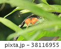 オレンジの蝶 オレンジの蝶 38116955