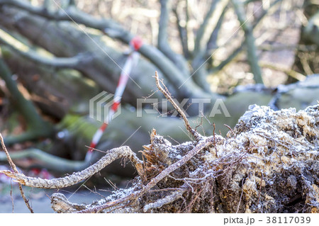 Broken birch tree in the park 38117039