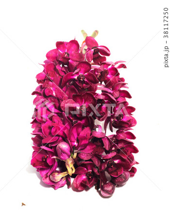 branch purple Rhynchostylis gigantea Orchid Flowe branch purple Rhynchostylis gigantea Orchid Flowe 38117250