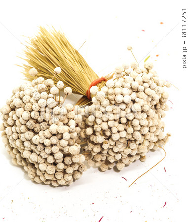 Bunch of dry white Eriocaulon henryanum Ruhle Bunch of dry white Eriocaulon henryanum Ruhle 38117251