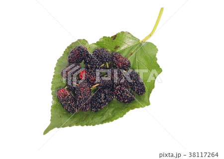 Closeup of group Mulberry berry with leaf isolated 38117264