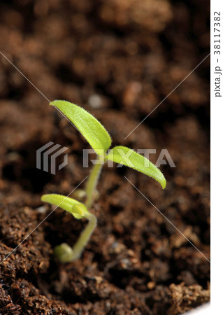 新芽 38117382