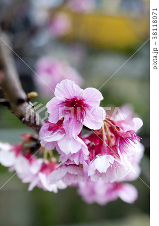 寒緋桜 38118071