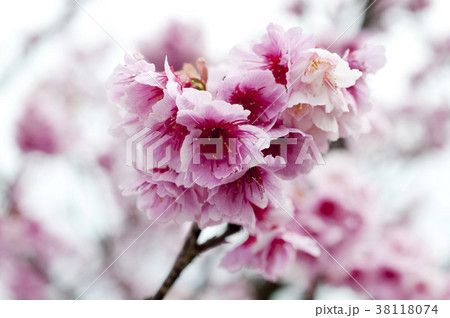 寒緋桜 38118074