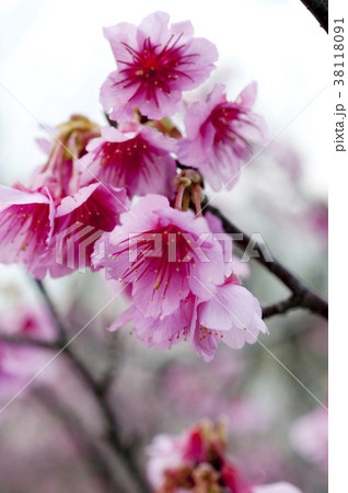 寒緋桜 38118091