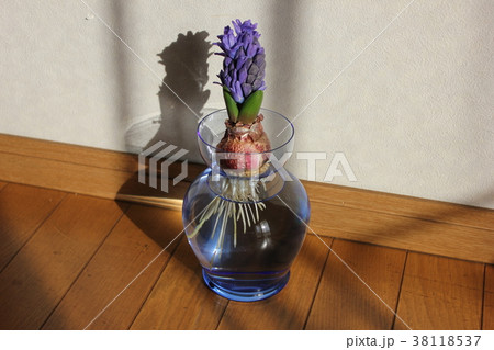 ヒヤシンス　。◯○水栽培○◯。 38118537