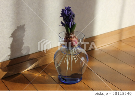 ヒヤシンス　。◯○水栽培○◯。 38118540