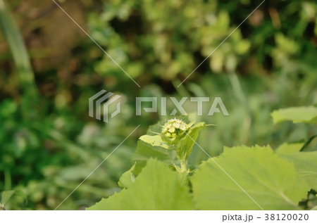 フキノトウ（雄花） 38120020