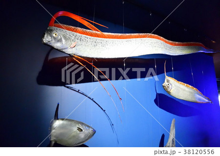 水生生物剥製 38120556