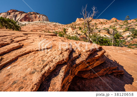 Landscape in Zion National Park Landscape in Zion National Park 38120658