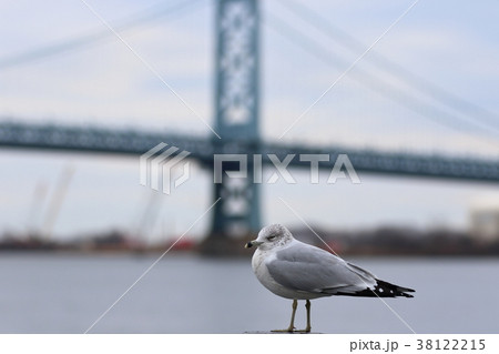 フィラデルフィアの風景(アメリカ合衆国ペンシルベニア州)・かもめ フィラデルフィアの風景(アメリカ合衆国ペンシルベニア州)・かもめ 38122215