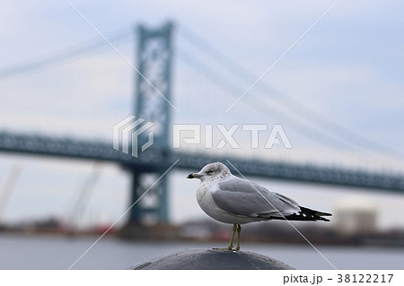 フィラデルフィアの風景（アメリカ合衆国ペンシルベニア州）・かもめ 38122217