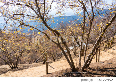 （埼玉県）長瀞宝登山のロウバイ 38122952