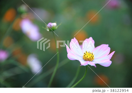 コスモス 38122954