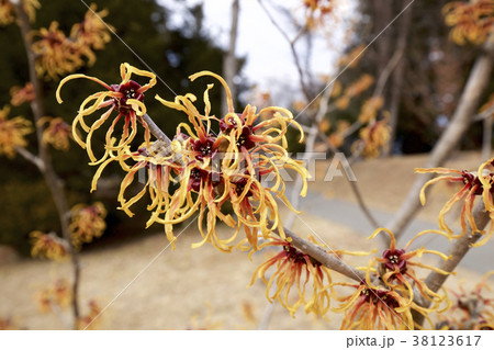 早春のマンサクの花 38123617