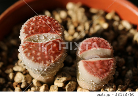 リトープス／トップレッド 38123760