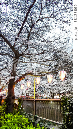 桜 さくら サクラ 38123869