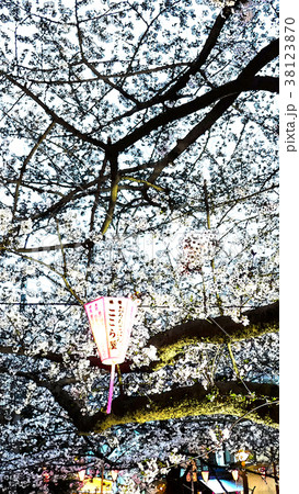 桜 さくら サクラ 38123870