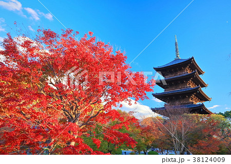 東寺の五重塔と紅葉 38124009