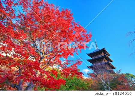 東寺の五重塔と紅葉 東寺の五重塔と紅葉 38124010