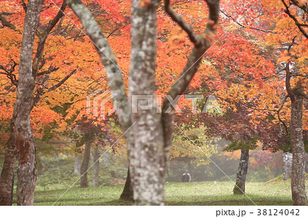 紅葉 北海道帯広市 紅葉 北海道帯広市 38124042