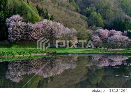 木崎湖の桜 木崎湖の桜 38124264