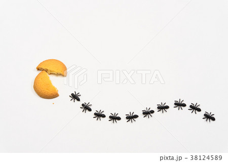 アリの行列 38124589