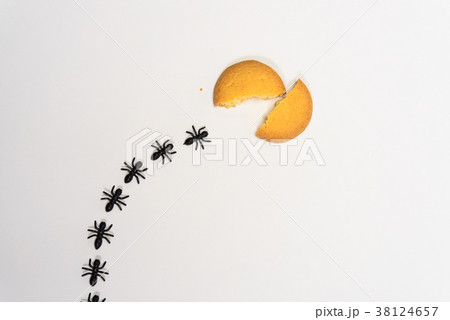 アリの行列 38124657