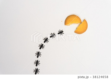 アリの行列 38124658