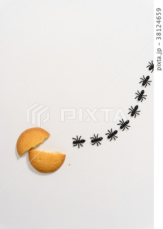 アリの行列 38124659