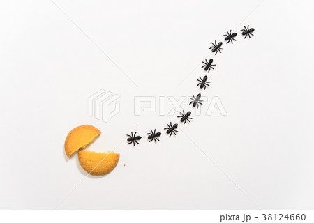 アリの行列 38124660