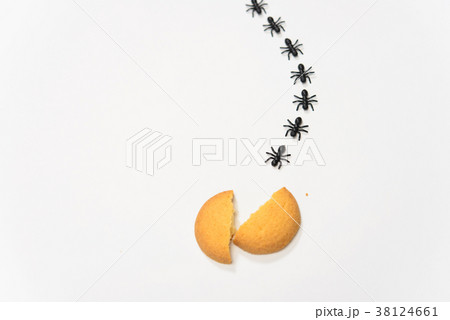 アリの行列 38124661