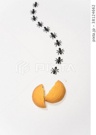 アリの行列 38124662