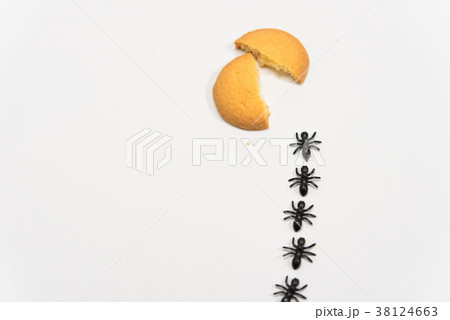 アリの行列 38124663