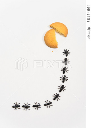 アリの行列 38124664