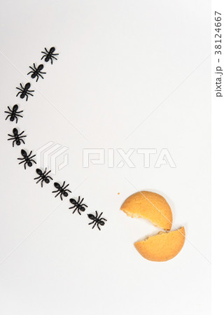 アリの行列 38124667